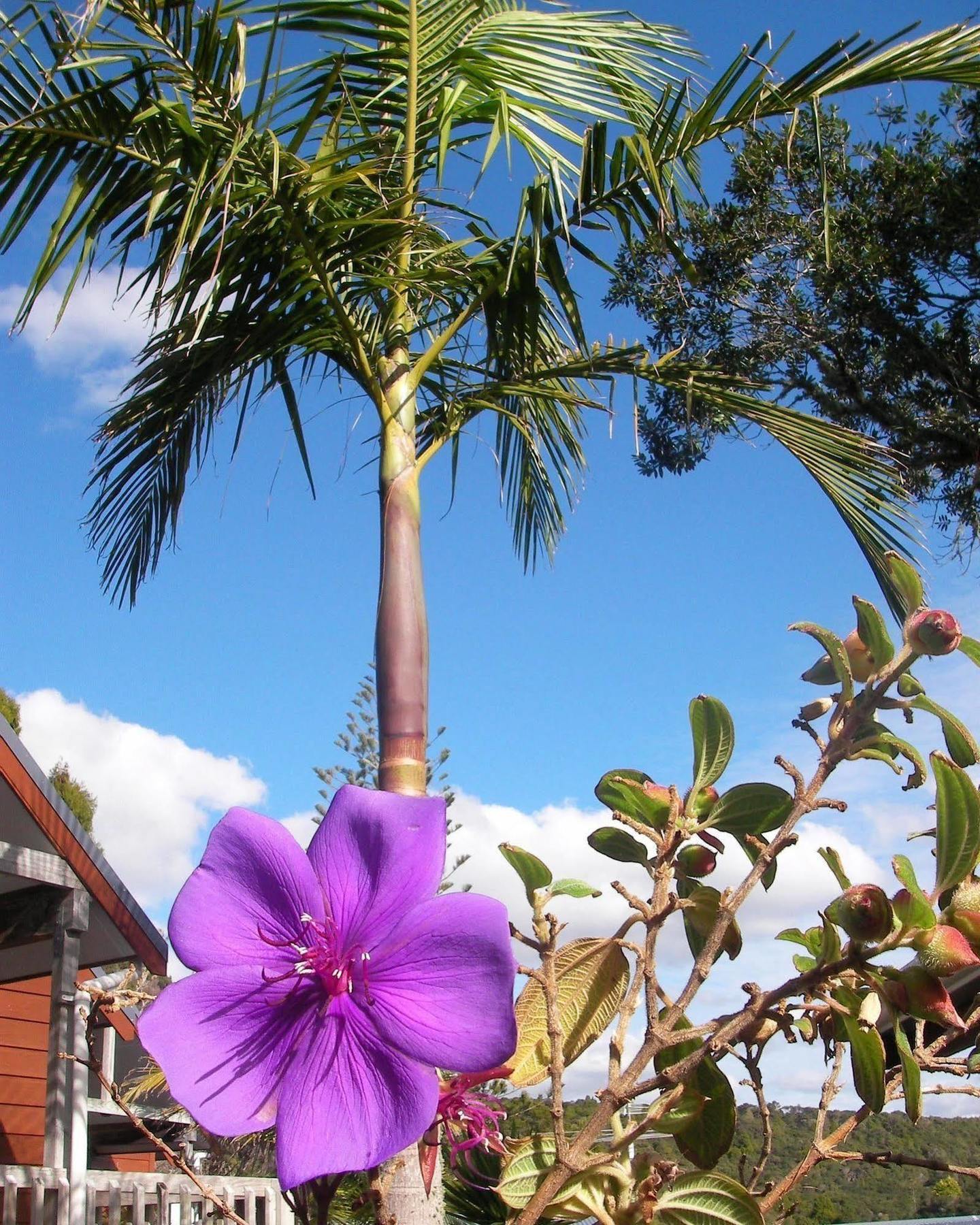 Bay Cabinz Motel Paihia Exterior photo